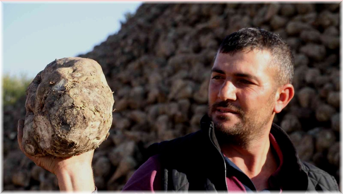 Kuraklık şeker pancarını da vurdu, üretim yüzde 8 azaldı