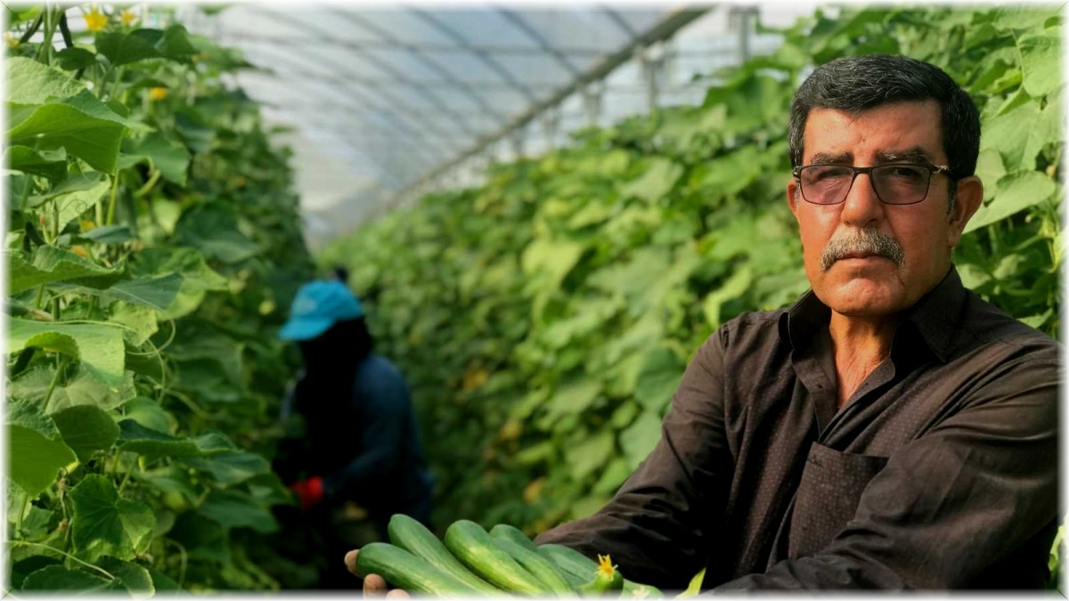 Kuraklık seracıları da vurdu, rekoltede yüzde 40 kayıp var