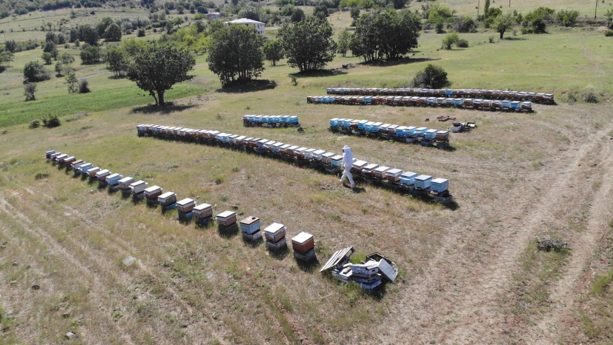 Kuraklık ve toz taşınımı arıcıları vurdu, son 10 yılın en kötü sezonu