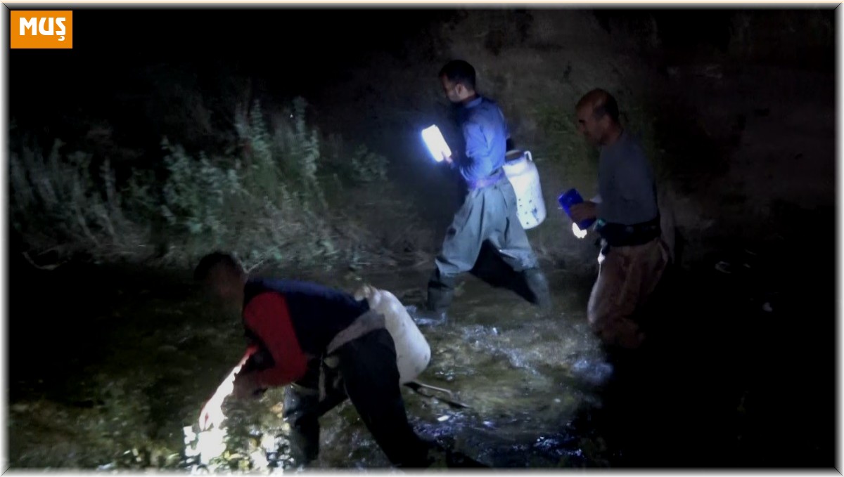 Kurbağa avcılarının gece mesaisi