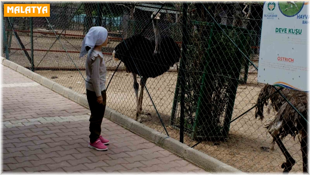 Kurban Bayramı'nda Hayvanat Bahçesi öğrencilere ücretsiz olacak