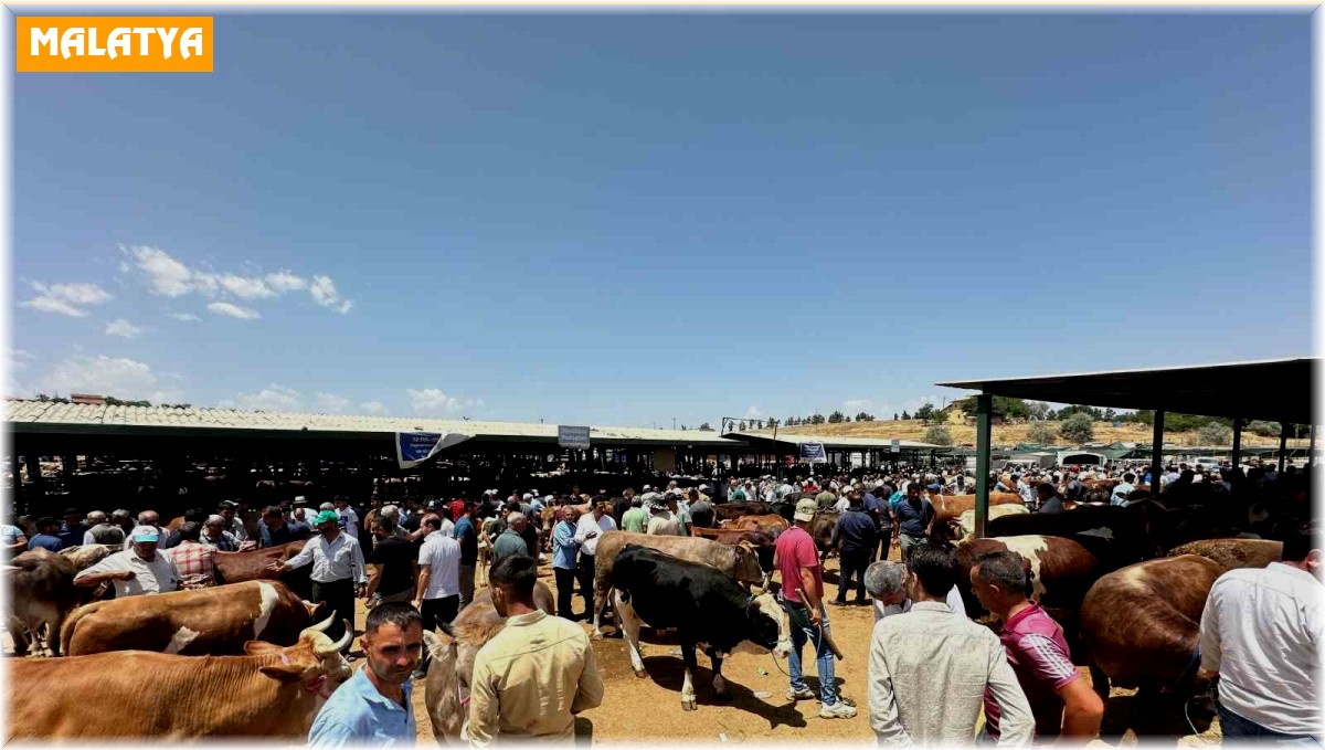 Kurban Bayramı öncesi canlı hayvan pazarında yoğunluk yaşanıyor