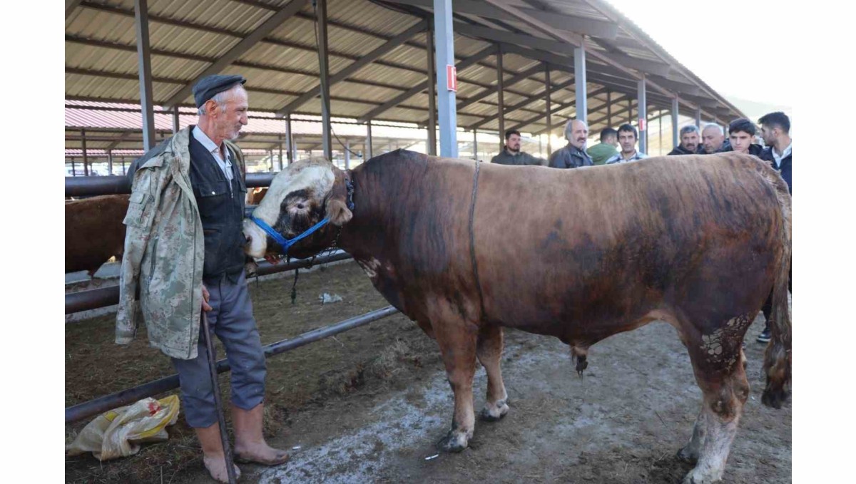 Kurban Bayramı öncesi hayvan pazarlarında hareketlilik başladı