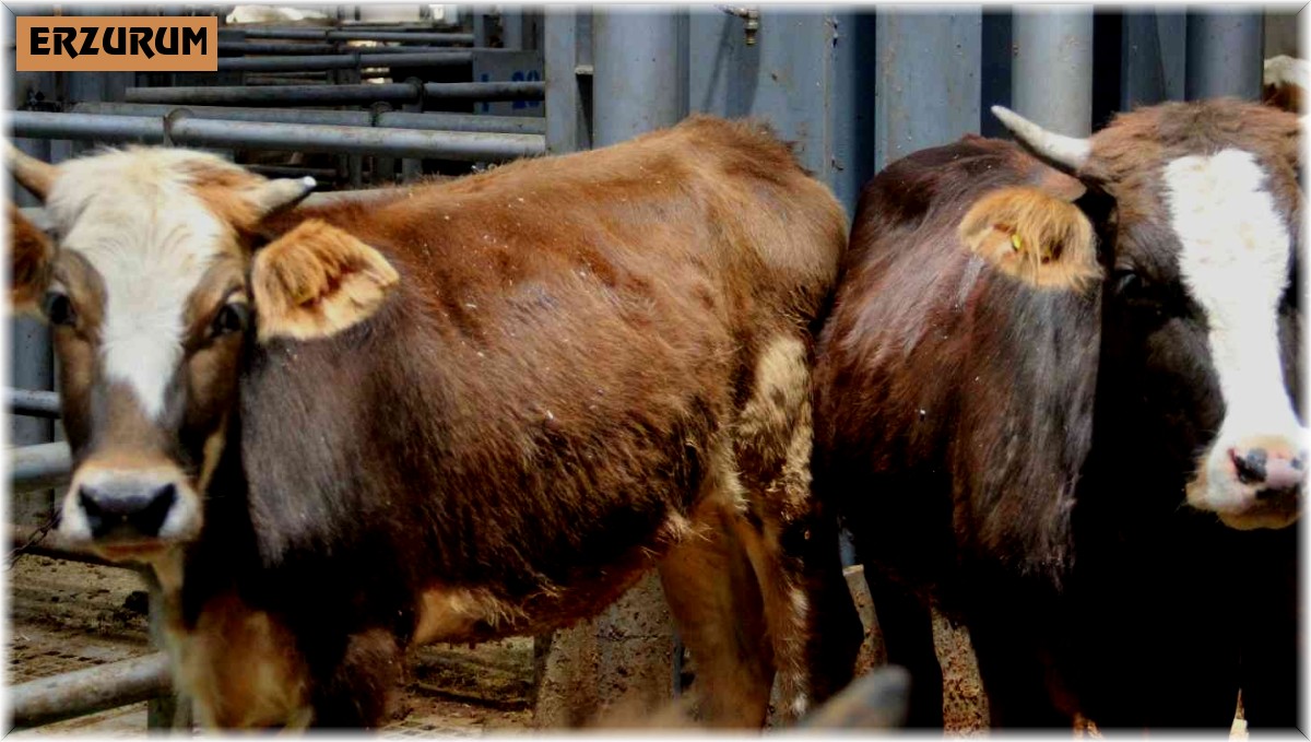 Kurban Bayramı öncesi satıcılar hayvan pazarında yerini aldı