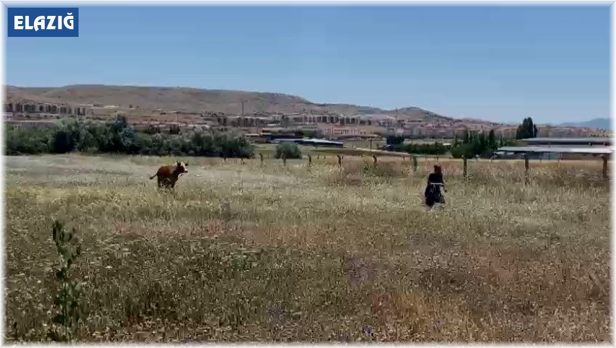 Kurban Bayramının ilk 'kaçağı' Elazığ'dan: Kurbanlık inek sahibinin omurgasını kırıp kaçtı
