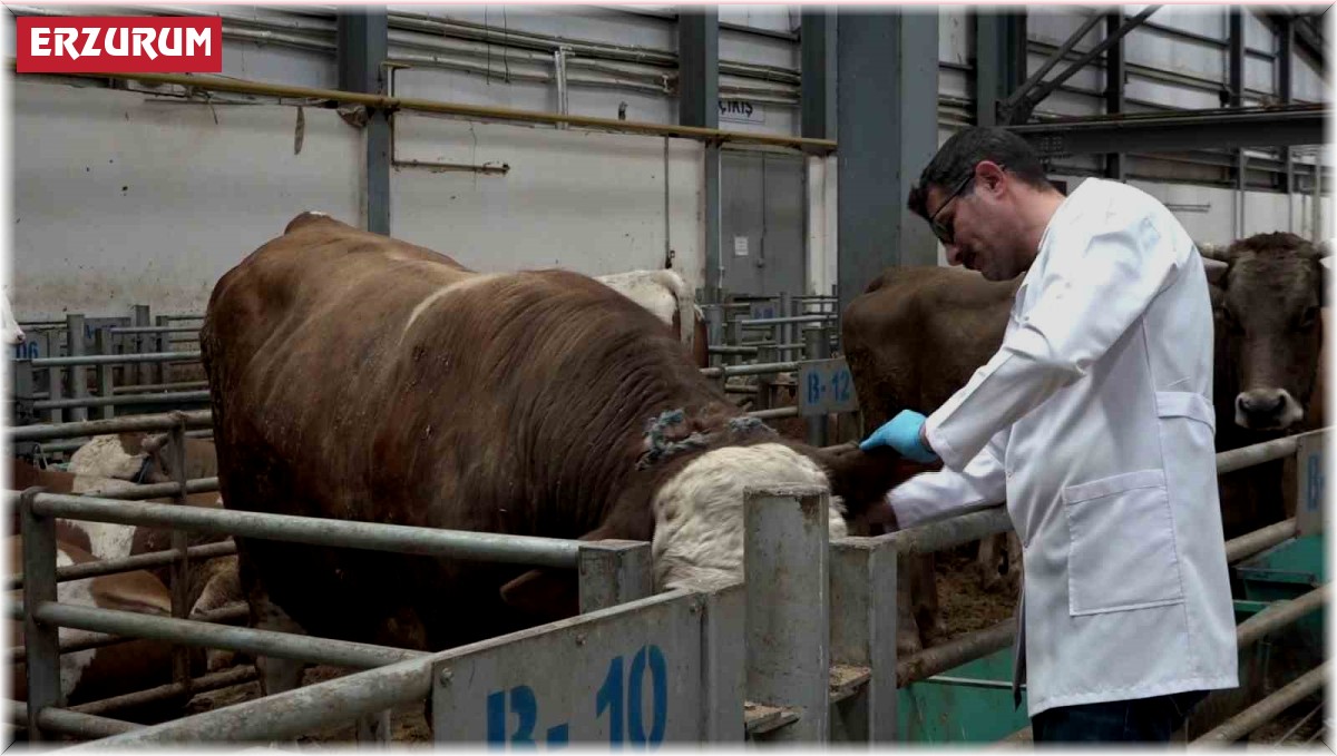 Kurban pazarında hareketlilik başladı