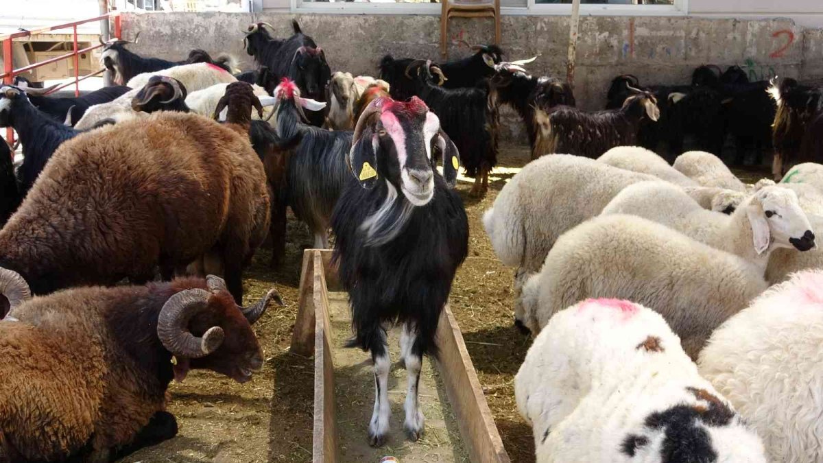Kurban pazarında pazarlıklar kızıştı