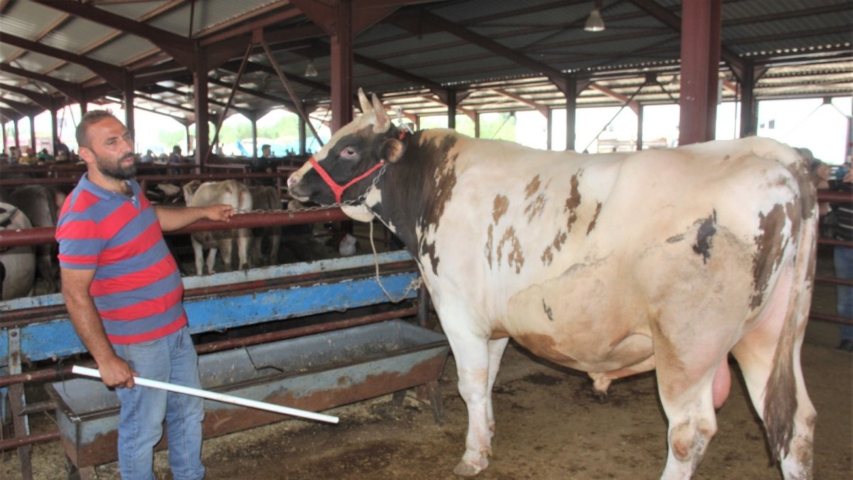 Kurban pazarının en büyükleri alıcısını buldu