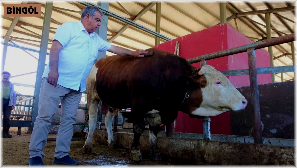 Kurban pazarının 'Kral' tosunu 50 bin TL'ye alıcısını bekliyor
