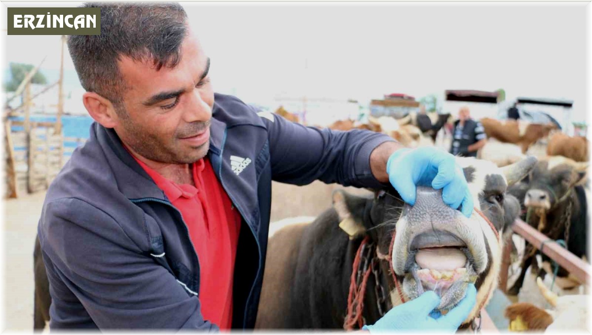 Kurbanlık denetimleri devam ediyor