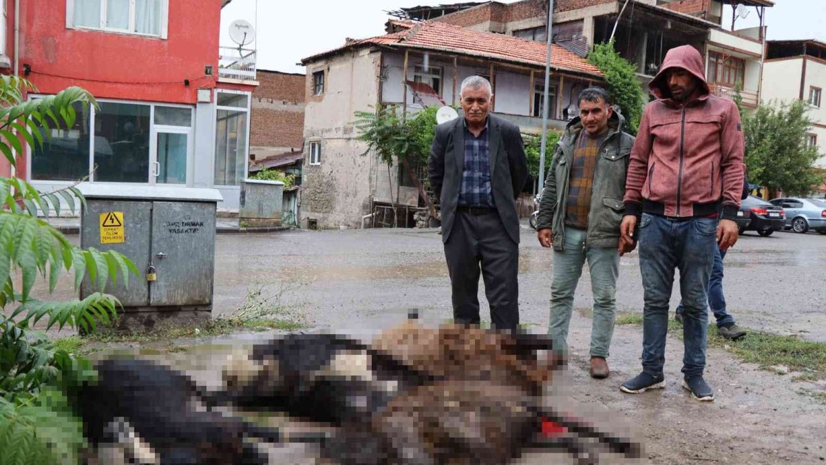 Kurbanlık koyunlar elektrik akımına kapıldı