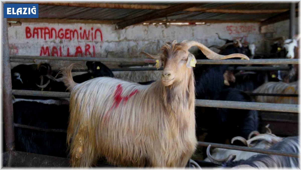 Kurbanlık satıcıları dört gözle arife ve bayramı bekliyor