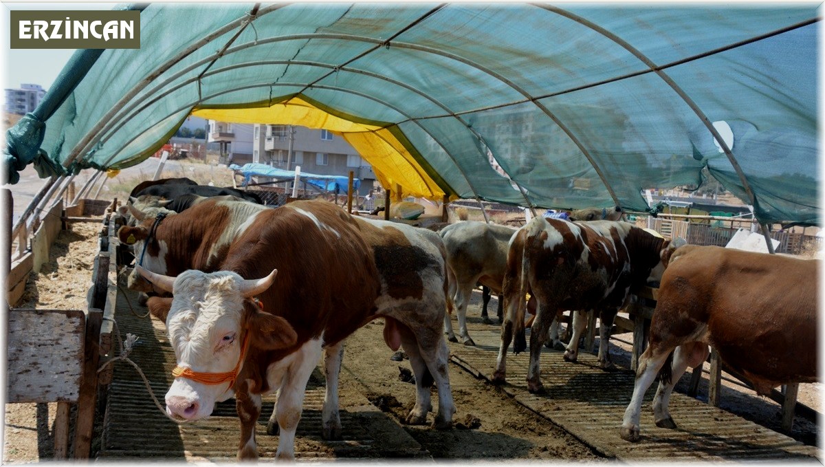 Kurbanlık seçerken bunlara dikkat edin