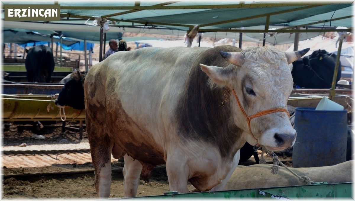 Kurbanlık seçerken bunlara dikkat edin