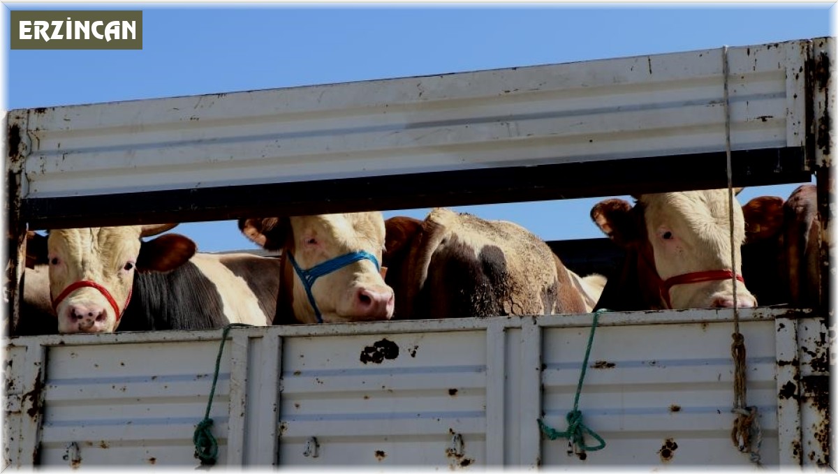 Kurbanlık sevki için son müracaat tarihi 28 Nisan