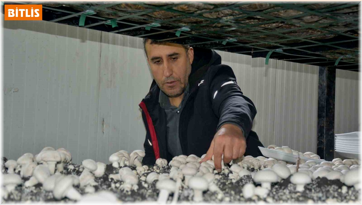 Kurduğu üretim tesisi ile bölgenin mantar ihtiyacını karşılıyor