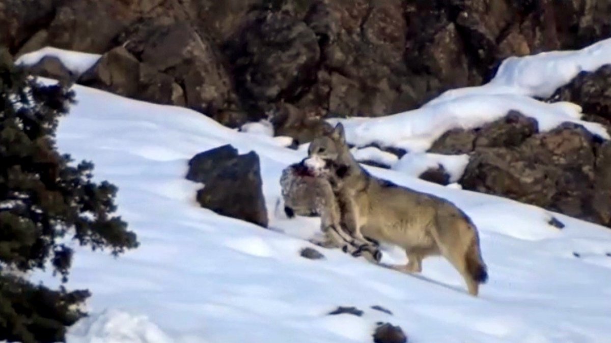 Kurdun dağ keçisi avı kameraya yansıdı