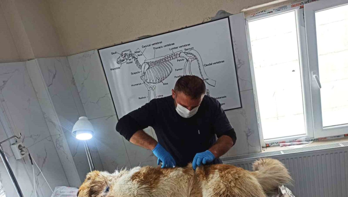 Kurdun saldırısına uğrayan köpek yaralandı