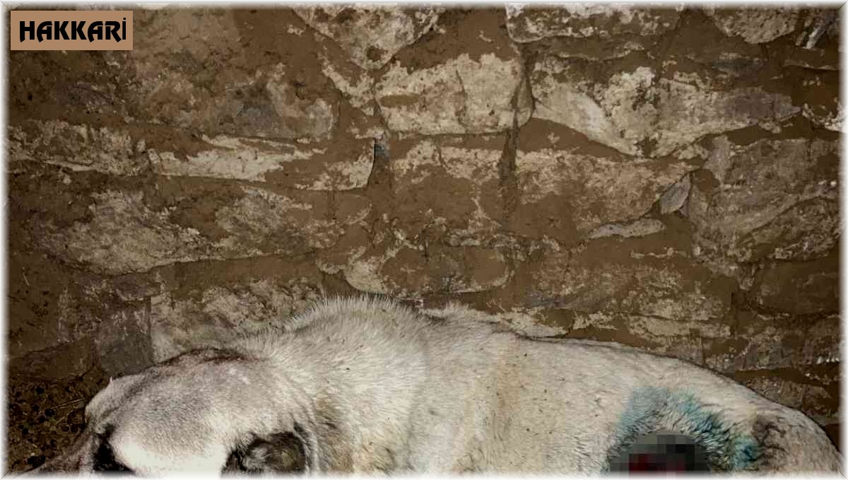 Kurdun yaraladığı köpek tedavi edildi