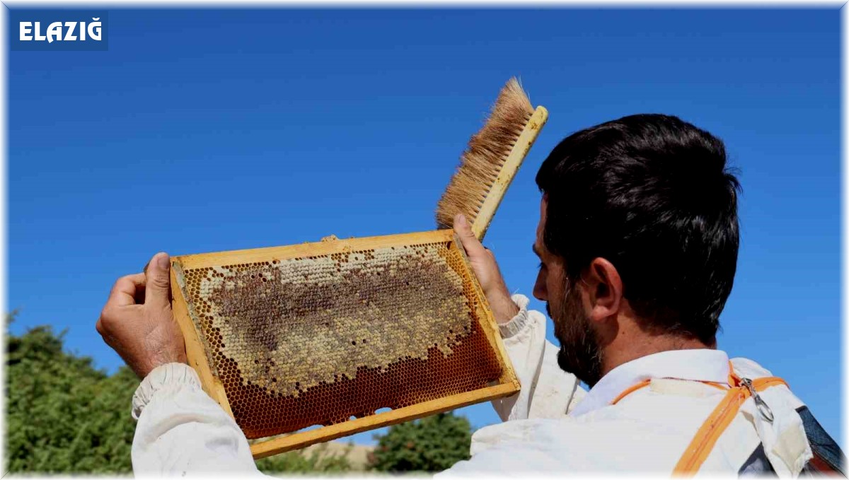 Küresel ısınma arıcıları vurdu, rekoltede bin tondan 500 tona düştü