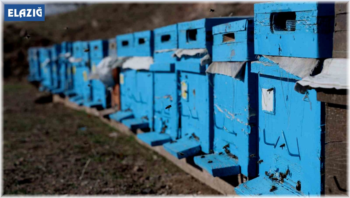 Küresel ısınma arıları da uyutmadı, tehlike kapıda