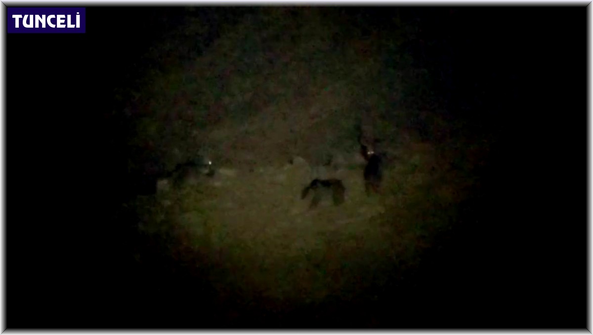 Kurt, bozayılarla birlikte yiyecek aradı