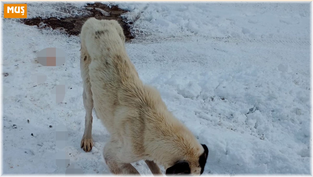 Kurt kapanına kapılarak patisi kopan köpek tedavi altına alındı