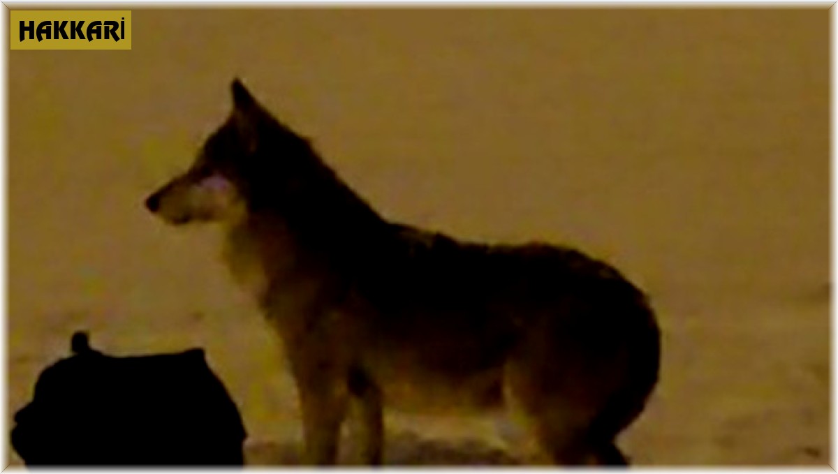 Kurt mahalleye inip çöpleri karıştırdı