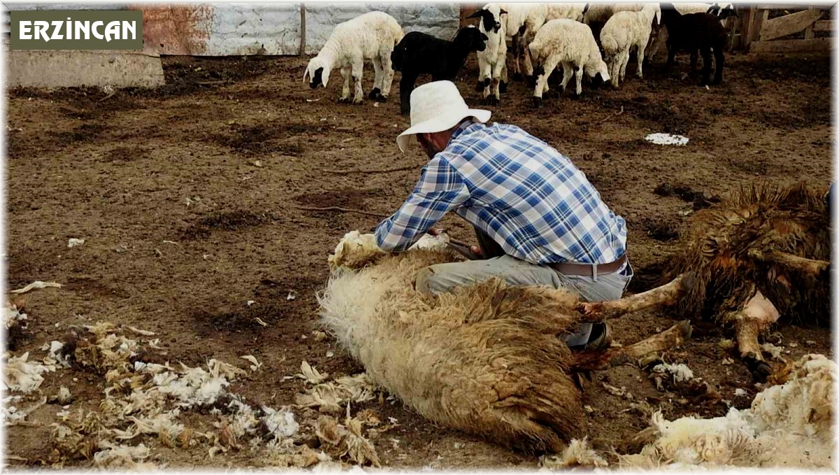 Kurt sürüsü 17 koyunu telef etti