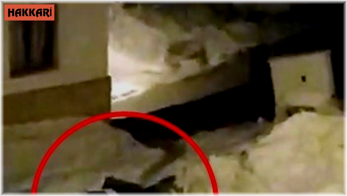 Kurt sürüsü şehre indi