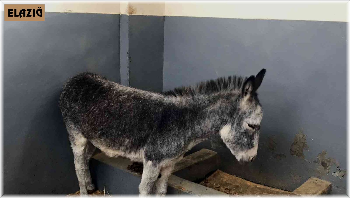 Kurt ve köpek saldırısı sonucu yaralanan sıpa, sağlığına kavuştuğu hayvan hastanesinin maskotu haline geldi