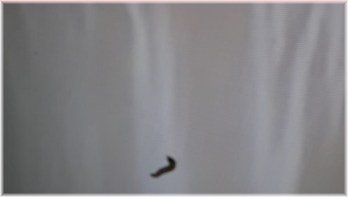 Kurtçuk televizyon ekranının içine yuva yaptı, aile neye uğradığını şaşırdı