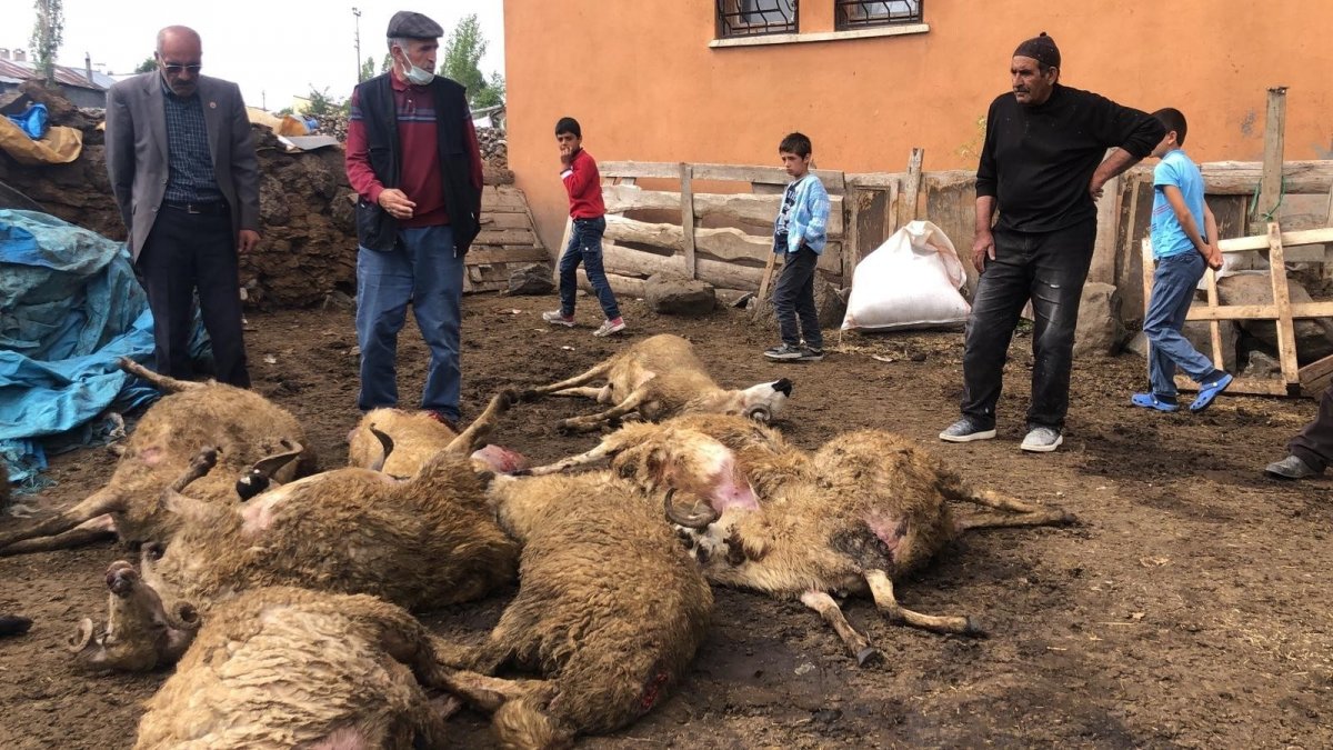 Kurtlar kent merkezinde koyun sürüsüne saldırdı