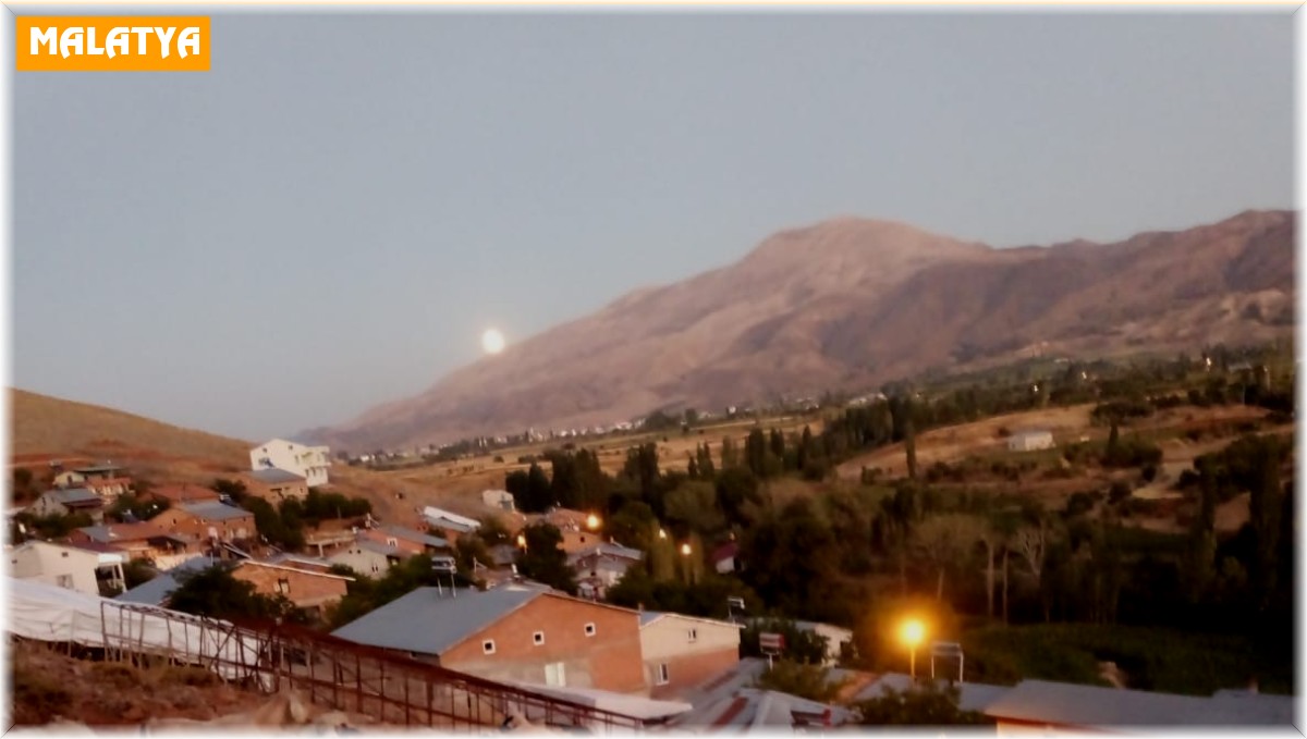 Kurtlar koyun sürüsüne saldırdı: 2 koyun telef oldu