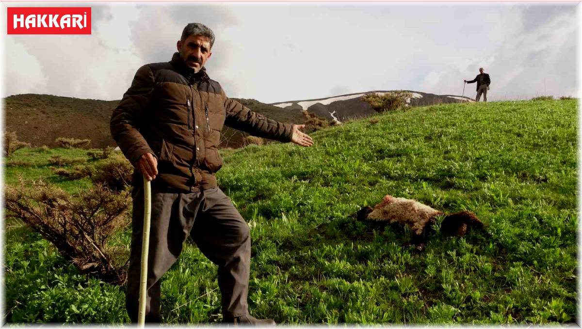 Kurtlar sürüye daldı, onlarca koyun telef oldu