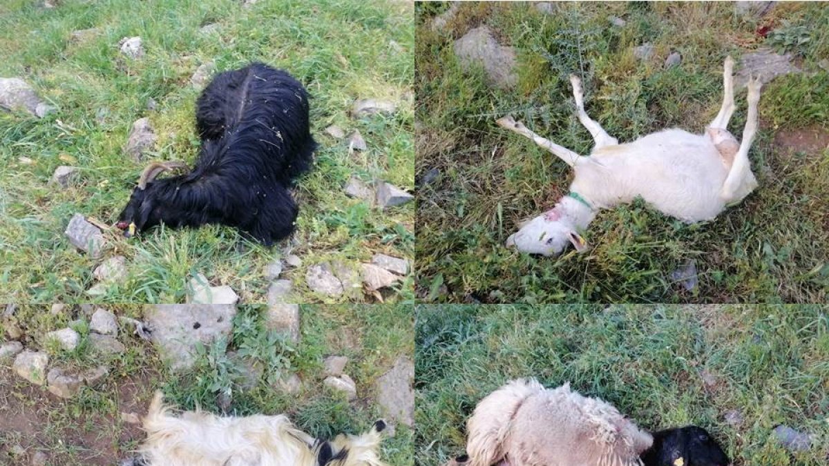 Kurtlar sürüye saldırdı: 21 telef, 35 kayıp