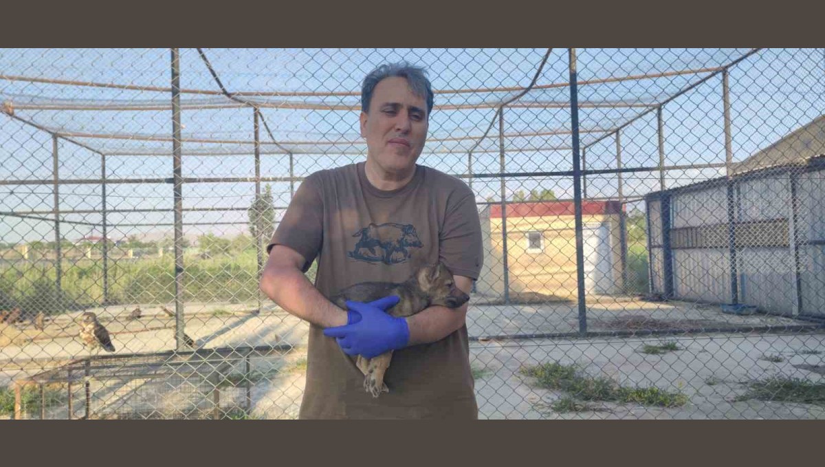 Kurtlar ve köpeklerin akrabalığı araştırılıyor