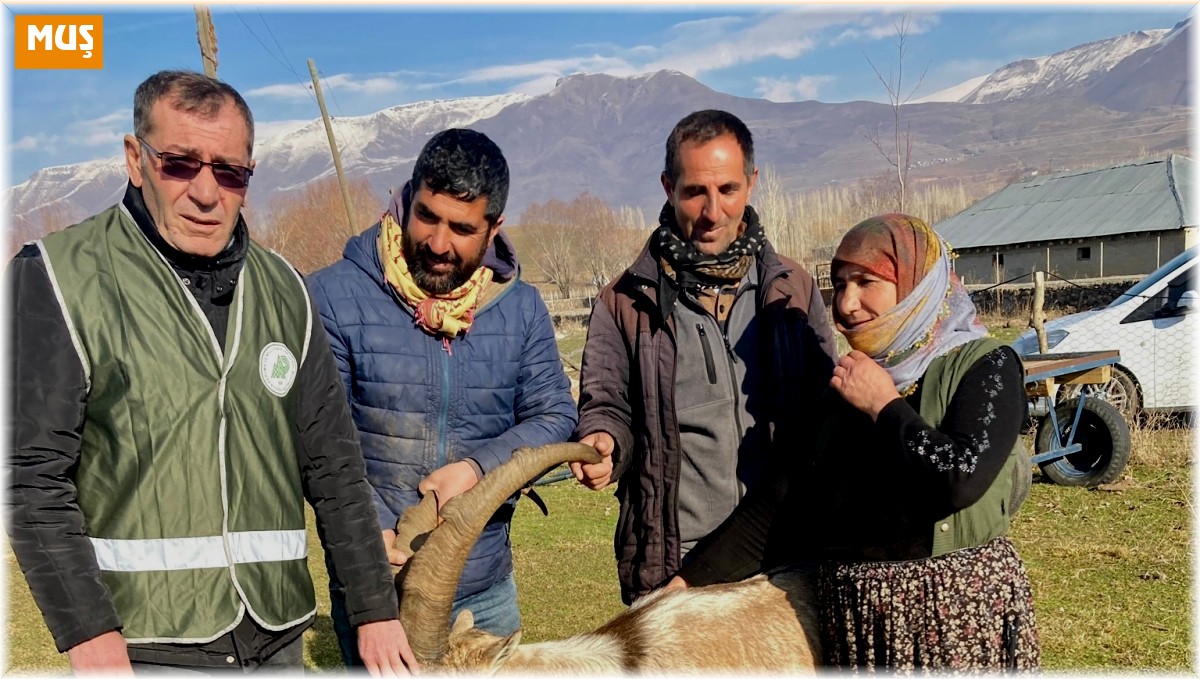 Kurtlardan kaçan dağ keçisi koyun sürüsü sayesinde hayatta kaldı