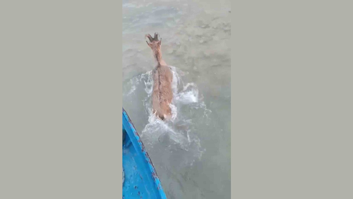 Kurtlardan kaçarken göle düşen dağ keçisini balıkçılar kurtardı