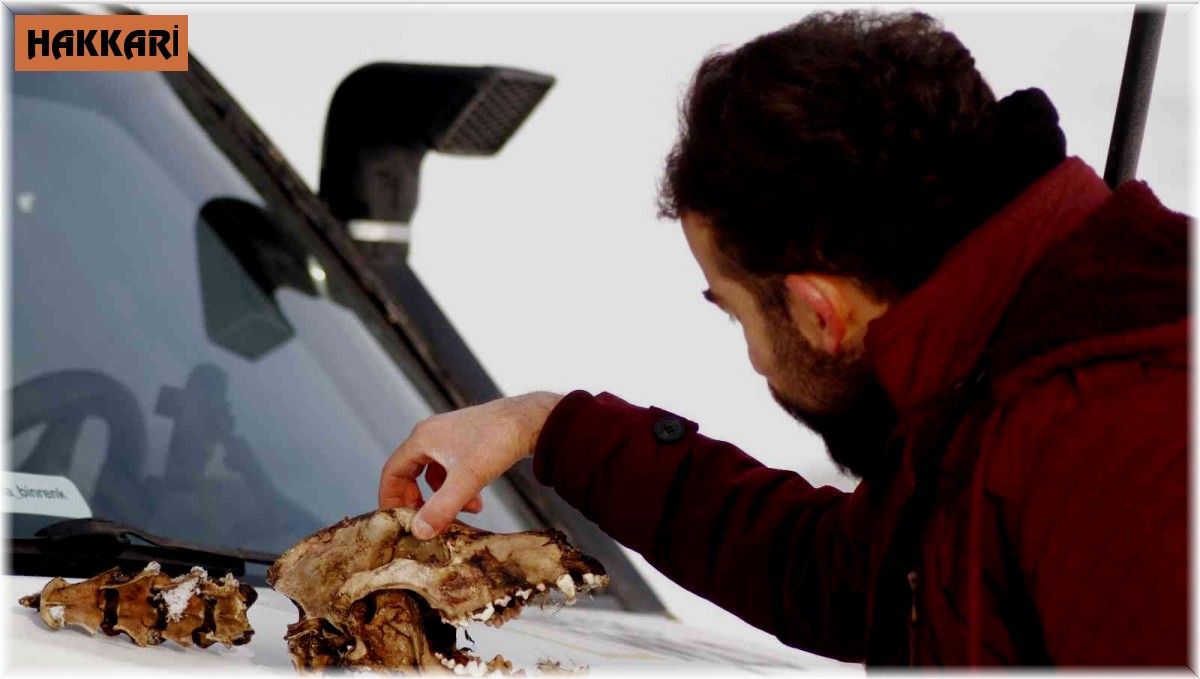 Kurtların parçaladığı köpekten geriye kafatası kaldı