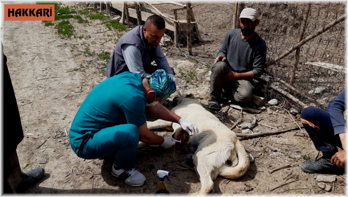 Kurtların saldırdığı köpek tedavi altına alındı