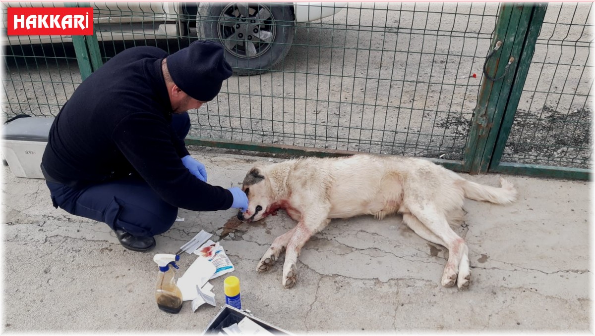 Kurtların saldırısına uğrayan köpek tedavi altına alındı