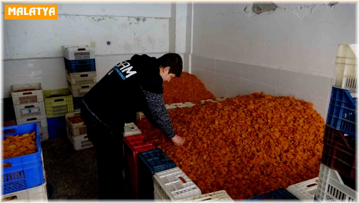 Kuru kayısı ihracatı depreme rağmen arttı