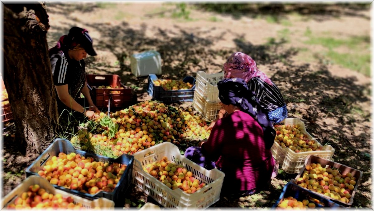 Kuru kayısı ihracatında hedef 500 milyon dolar