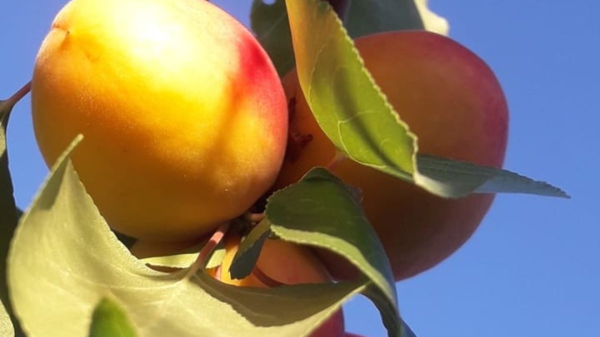 Kuru kayısıda 85 bin tonu aşkın üretim hedefleniyor