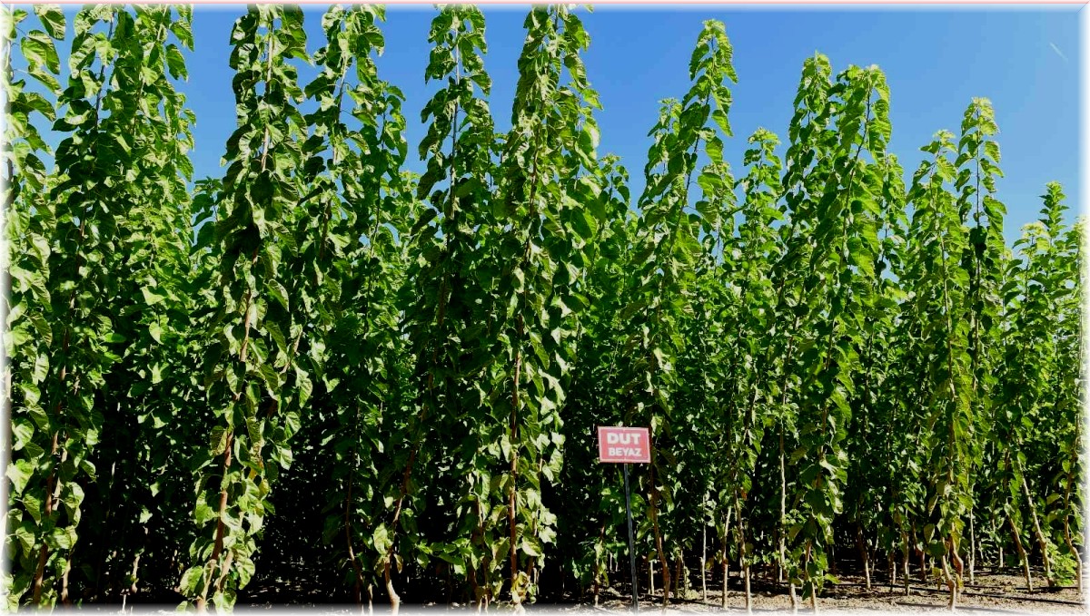 Kuru kayısıdaki fiyat artışı fidelere talebi arttırdı