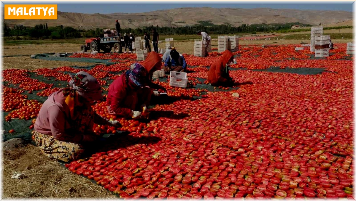 Kurutmalık domateste hasat devam ediyor