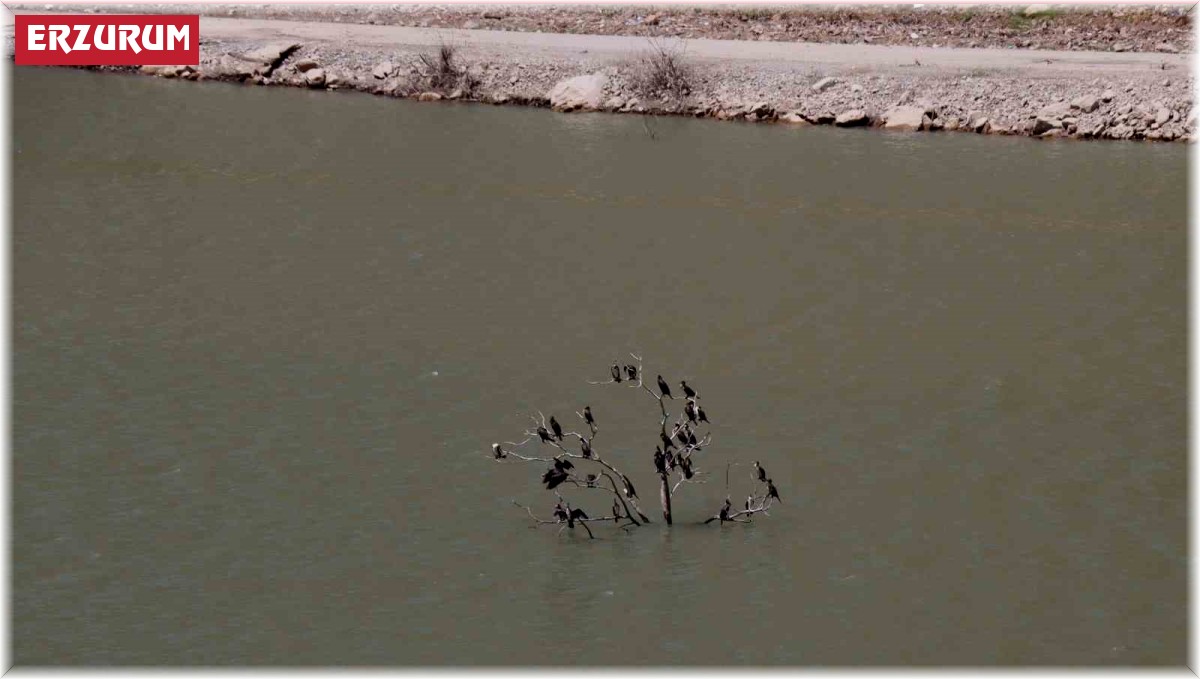 Kuruyan ağaç karabatak kuşlarına sığınak oldu