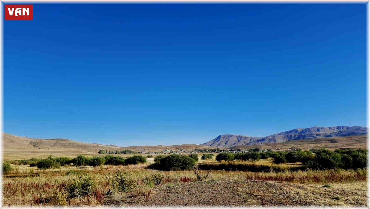 Kuruyan baraj alanında 300 dönüm söğüt ormanlığı oluştu