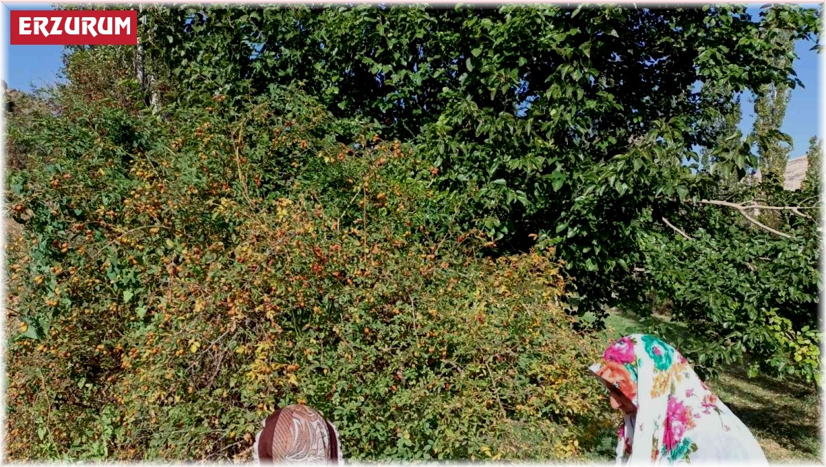 Kuşburnuda marmelat zamanı